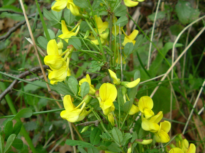 Emerus major (=Coronilla emerus) / Cornetta dondolina